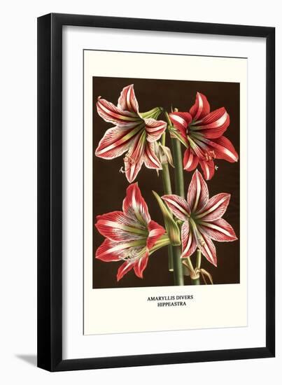 Amaryllis-Louis Van Houtte-Framed Art Print