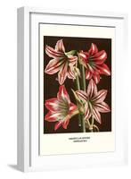 Amaryllis-Louis Van Houtte-Framed Art Print