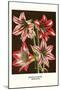 Amaryllis-Louis Van Houtte-Mounted Art Print