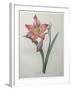 Amaryllis-Pierre-Joseph Redoute-Framed Art Print