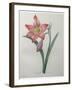 Amaryllis-Pierre-Joseph Redoute-Framed Art Print