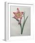 Amaryllis-Pierre-Joseph Redoute-Framed Art Print