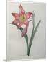 Amaryllis-Pierre-Joseph Redoute-Mounted Art Print