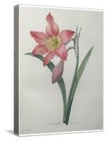 Amaryllis-Pierre-Joseph Redoute-Stretched Canvas