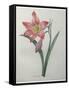 Amaryllis-Pierre-Joseph Redoute-Framed Stretched Canvas