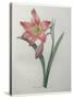 Amaryllis-Pierre-Joseph Redoute-Stretched Canvas