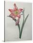 Amaryllis-Pierre-Joseph Redoute-Stretched Canvas