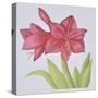 Amaryllis-Deborah Kopka-Stretched Canvas