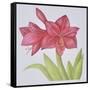 Amaryllis-Deborah Kopka-Framed Stretched Canvas