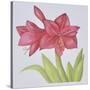 Amaryllis-Deborah Kopka-Stretched Canvas