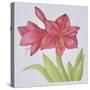 Amaryllis-Deborah Kopka-Stretched Canvas