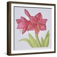 Amaryllis-Deborah Kopka-Framed Giclee Print