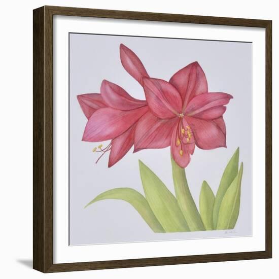 Amaryllis-Deborah Kopka-Framed Giclee Print