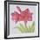 Amaryllis-Deborah Kopka-Framed Giclee Print