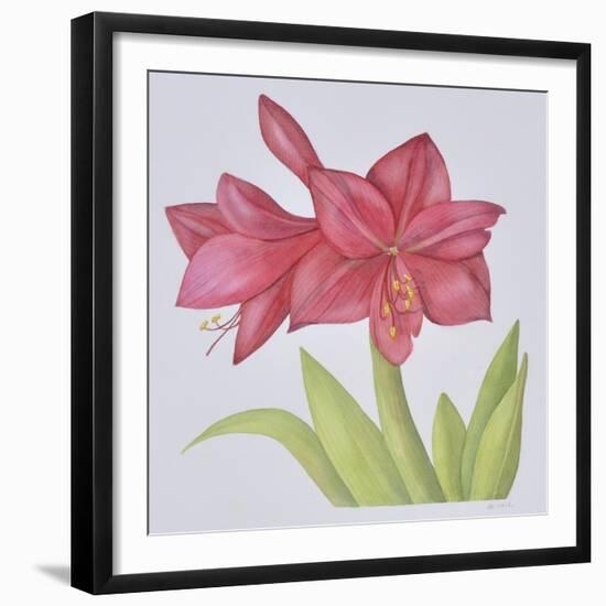 Amaryllis-Deborah Kopka-Framed Giclee Print