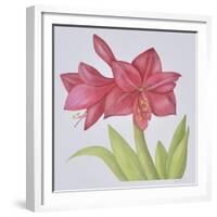 Amaryllis-Deborah Kopka-Framed Giclee Print