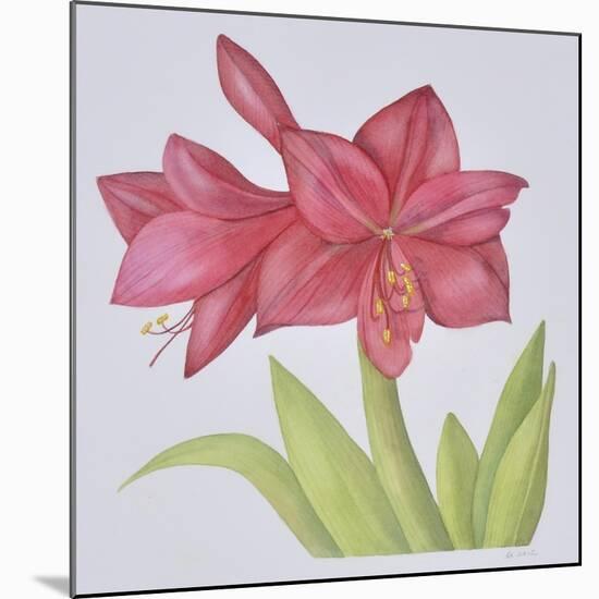 Amaryllis-Deborah Kopka-Mounted Giclee Print