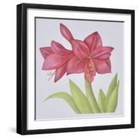 Amaryllis-Deborah Kopka-Framed Premium Giclee Print