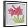 Amaryllis-Deborah Kopka-Framed Premium Giclee Print