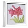 Amaryllis-Deborah Kopka-Framed Premium Giclee Print