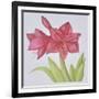 Amaryllis-Deborah Kopka-Framed Giclee Print