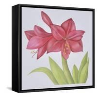 Amaryllis-Deborah Kopka-Framed Stretched Canvas