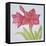 Amaryllis-Deborah Kopka-Framed Stretched Canvas