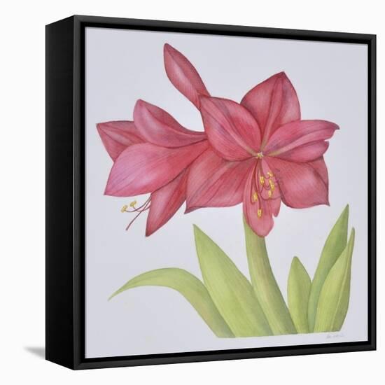 Amaryllis-Deborah Kopka-Framed Stretched Canvas