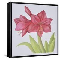 Amaryllis-Deborah Kopka-Framed Stretched Canvas