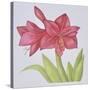 Amaryllis-Deborah Kopka-Stretched Canvas