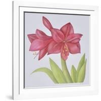 Amaryllis-Deborah Kopka-Framed Giclee Print