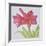 Amaryllis-Deborah Kopka-Framed Giclee Print