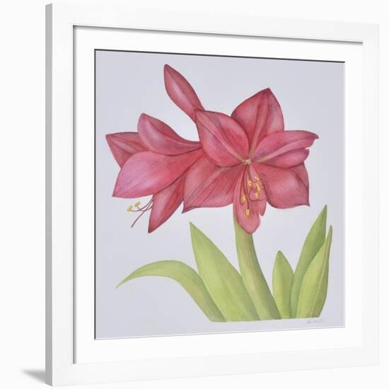 Amaryllis-Deborah Kopka-Framed Giclee Print