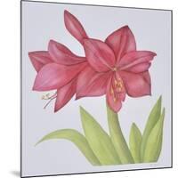 Amaryllis-Deborah Kopka-Mounted Giclee Print