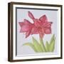 Amaryllis-Deborah Kopka-Framed Giclee Print