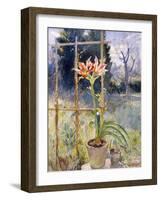 Amaryllis-Umberto Moggioli-Framed Giclee Print