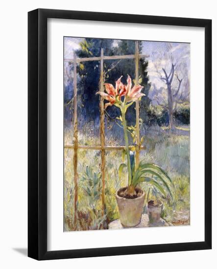 Amaryllis-Umberto Moggioli-Framed Giclee Print