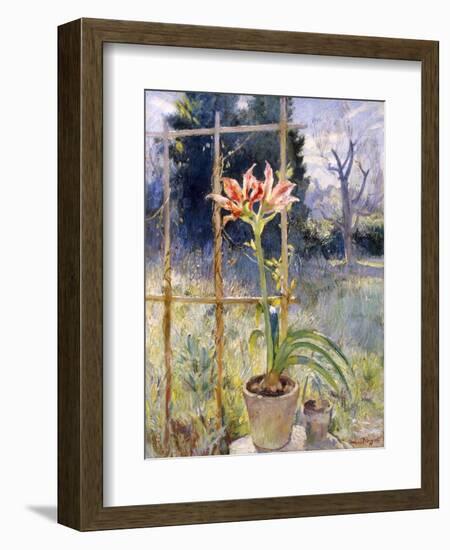 Amaryllis-Umberto Moggioli-Framed Giclee Print