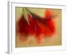 Amaryllis-Janet Slater-Framed Photographic Print