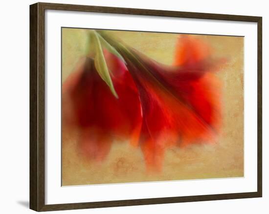 Amaryllis-Janet Slater-Framed Photographic Print