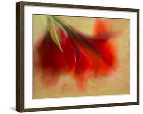 Amaryllis-Janet Slater-Framed Photographic Print