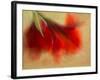 Amaryllis-Janet Slater-Framed Photographic Print