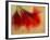 Amaryllis-Janet Slater-Framed Photographic Print