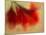 Amaryllis-Janet Slater-Mounted Photographic Print