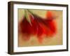 Amaryllis-Janet Slater-Framed Photographic Print