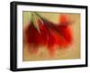 Amaryllis-Janet Slater-Framed Photographic Print