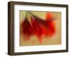 Amaryllis-Janet Slater-Framed Photographic Print