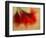 Amaryllis-Janet Slater-Framed Photographic Print