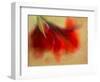 Amaryllis-Janet Slater-Framed Photographic Print