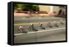 Amateur Men Bicyclists competing in the Garrett Lemire Memorial Grand Prix National Racing Circu...-null-Framed Stretched Canvas